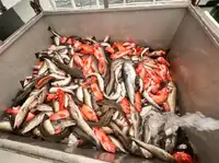 1968 Fishing Vessel For Sale